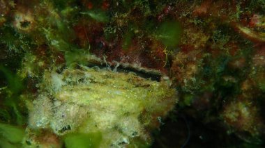 Bivalf yumuşakçaları Avrupa 'nın yassı istiridyeleri (Ostrea edulis) denizaltı, Ege Denizi, Yunanistan, Halkidiki