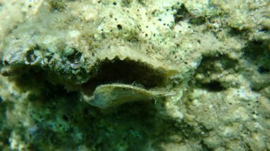 Avrupa 'nın düz istiridye veya sıradan istiridye (Ostrea edulis) deniz altı boş kabuk, Ege Denizi, Yunanistan, Halkidiki