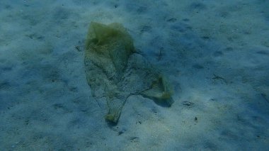 Suyun altında plastik torba, Ege Denizi, Yunanistan, Halkidiki. Deniz kirliliği.