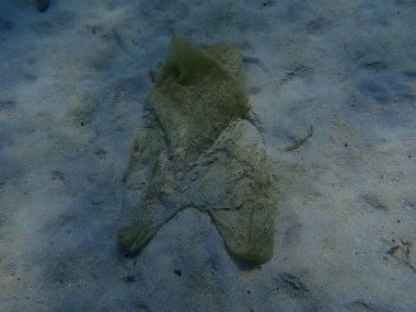 Suyun altında plastik torba, Ege Denizi, Yunanistan, Halkidiki. Deniz kirliliği.