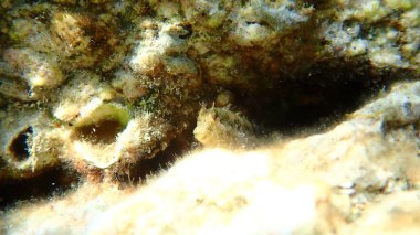 Halka Blenny (Parablennius pilicornis) denizaltı, Ege Denizi, Yunanistan, Halkidiki