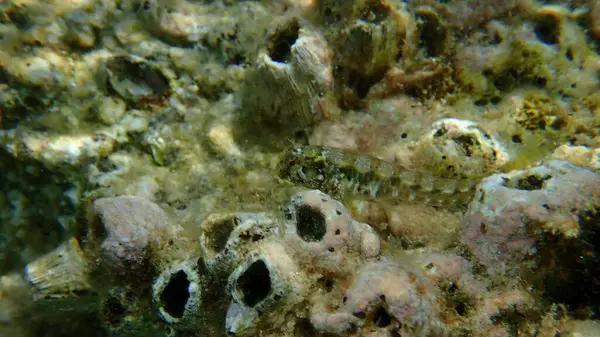Halka Blenny (Parablennius pilicornis) denizaltı, Ege Denizi, Yunanistan, Halkidiki
