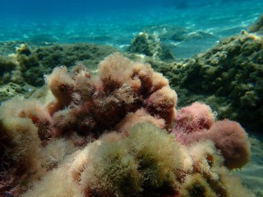 Deniz yosunları narin mercan otları (Jania rubens) deniz altı, Ege Denizi, Yunanistan, Halkidiki