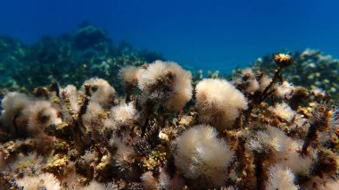Deniz yosunları narin mercan otları (Jania rubens) deniz altı, Ege Denizi, Yunanistan, Halkidiki