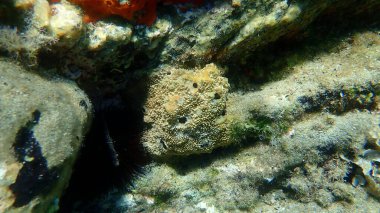 Değişken başlıklı sünger (Ircinia variabilis) deniz altı, Ege Denizi, Yunanistan, Halkidiki