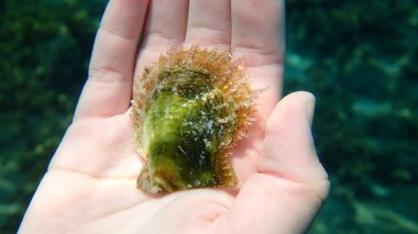 Denizaltı kızı Ege Denizi, Yunanistan ve Halkidiki 'nin elinde bir deniz tarağı istiridye (Pinctada radyatörü).