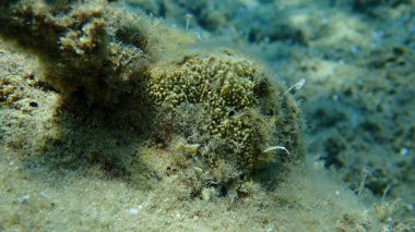 Kokuşmuş sünger (Sarcotragus fasciculatus) deniz altı, Ege Denizi, Yunanistan, Halkidiki