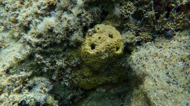 Kokuşmuş sünger (Sarcotragus fasciculatus) deniz altı, Ege Denizi, Yunanistan, Halkidiki