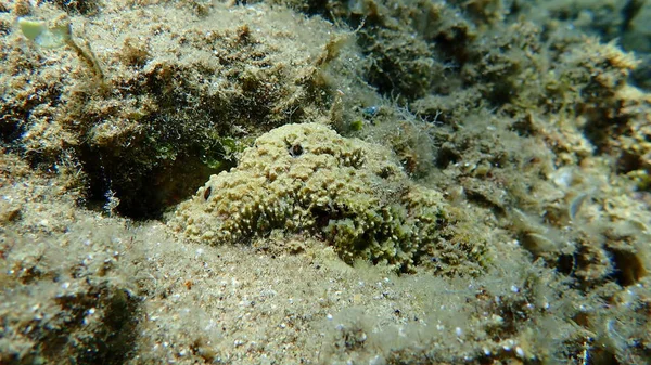 stock image Stinker sponge (Sarcotragus fasciculatus) undersea, Aegean Sea, Greece, Halkidiki