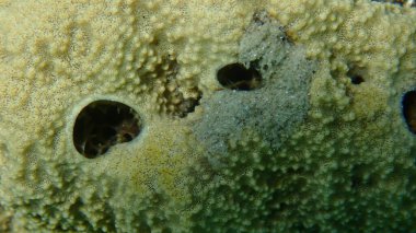 Değişken başlıklı sünger (Ircinia variabilis) yakın plan sualtı, Ege Denizi, Yunanistan, Halkidiki