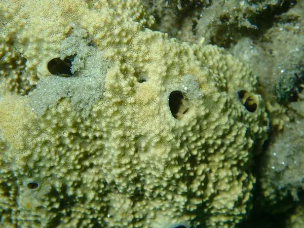 Değişken başlıklı sünger (Ircinia variabilis) yakın plan sualtı, Ege Denizi, Yunanistan, Halkidiki