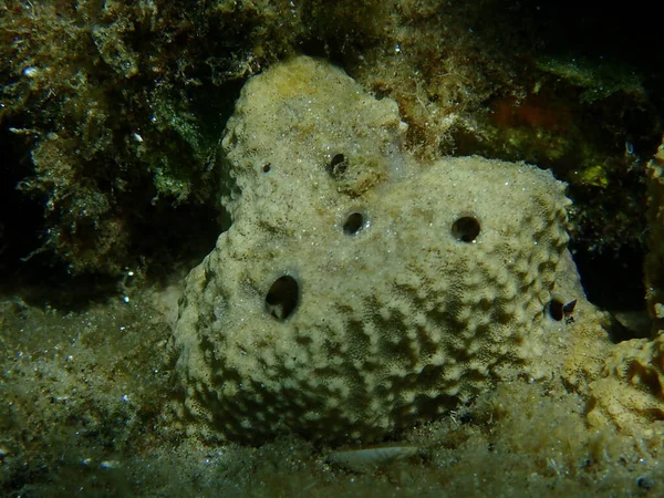 Değişken başlıklı sünger (Ircinia variabilis) yakın plan sualtı, Ege Denizi, Yunanistan, Halkidiki