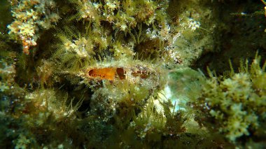 Işınlanmış inci istiridye (Pinctada radyatörü) deniz altı, Ege Denizi, Yunanistan, Halkidiki