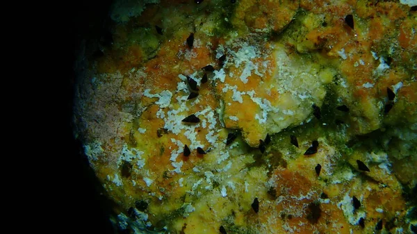 Sea snails or mud snails (Cerithidea sp.) close-up undersea, Aegean Sea, Greece, Halkidiki
