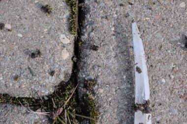 Yosun ve çimenleri kaldırma işlemi asfalt levhalar arasında