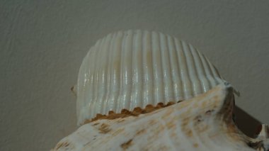 Deniz salyangozu dev tuna ya da tuna kabuğu deniz kabuğu, bulanık bir arka planda dev Pasifik tunu (Tonna galea). Buluşma yeri: Ege Denizi, Yunanistan, Halkidiki