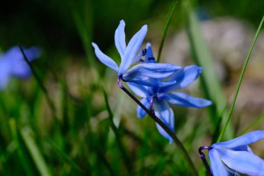 Bahar Scilla çiçekleri bulanık arka planda aşırı yakın plan