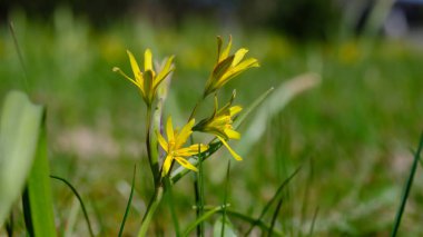 Beytüllahim 'in bahar çiçeği sarısı yıldızı (Gagea lutea) bulanık arka planda aşırı yakın plan