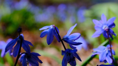 Spring Scilla flowers close-up on a blurred background