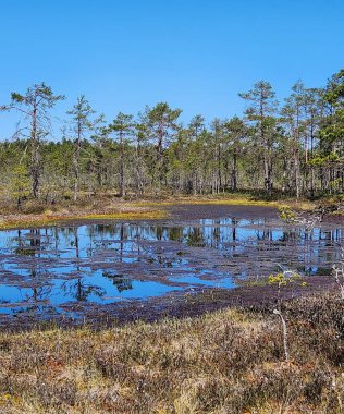 Güneşli bir bahar gününde Orman Gölü manzarası