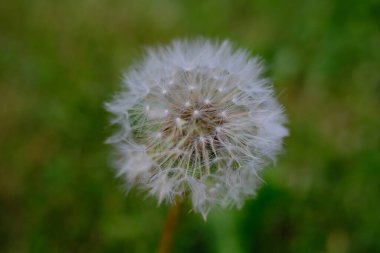 Bulanık arkaplanda bir karahindiba (Taraxacum) tohumu başlığı