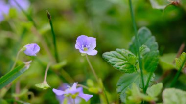 Slender Speedwell ya da sürünen hız kuyusu (Veronica filiforis) bulanık arka planda yakın plan