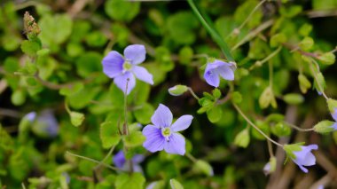 Slender Speedwell ya da sürünen hız kuyusu (Veronica filiforis) bulanık arka planda yakın plan