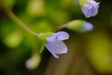 Slender Speedwell ya da sürünen hız kuyusu (Veronica filiforis) bulanık arka planda yakın plan