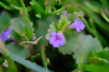 Yabani çiçek Glechoma Kirsuta yakın plan bulanık arka plan