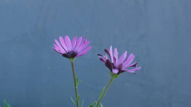 Afrika papatyası (Dimorphotheca sp.) Mavi bulanık arkaplanda çiçekler