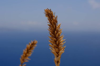 Mavi bulanık arkaplanda kurumuş tatlı bahar otları (Anthoxanthum odoratum)