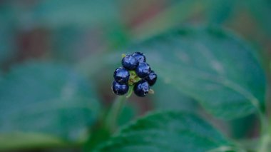 Genel lantana (Lantana camara) bulanık arka planda olgun meyvelerin yakın plan görüntüsü