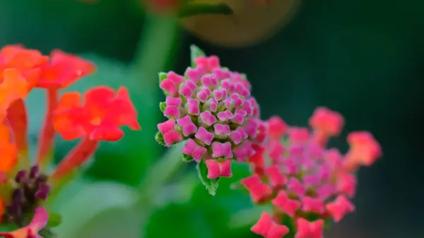 stock image Common lantana (Lantana camara) stamen close-up on a blurred background