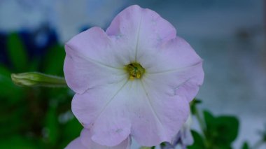 Bulanık bir arkaplanda Petunya çiçeği başı yakın plan