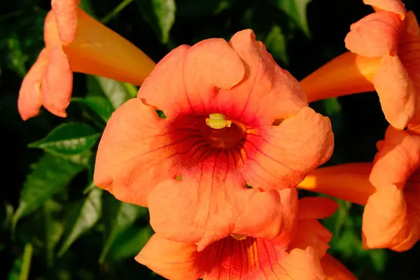 stock image Trumpet vine or trumpet creeper, hummingbird vine (Campsis radicans) flower head close-up