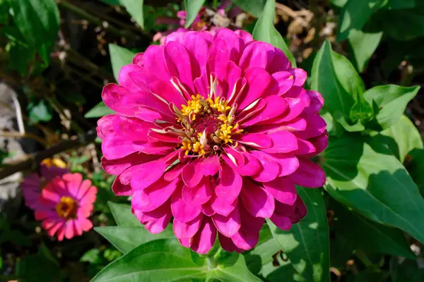 stock image Common zinnia or elegant zinnia (Zinnia elegans) flower head close-up