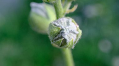 Genel güller (Alcea rosea) çiçek tomurcukları yakın plan, Almanya