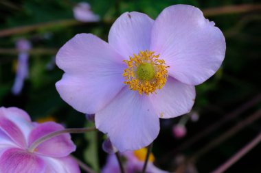 Japon şakayığı ya da sonbahar şakayığı (Eriocapella hupehensis) çiçeği, Almanya