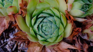 Flowering plant tree houseleeks Aeonium canariense close-up clipart