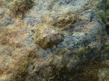 Deniz salyangozu gerçek deniz salyangozu. Deniz altı, Ege Denizi, Yunanistan, Santorini Adası, Vlychada Sahili