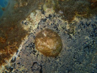 Deniz salyangozu gerçek deniz salyangozu. Deniz altı, Ege Denizi, Yunanistan, Santorini Adası, Vlychada Sahili