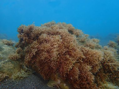 Kızıl algler Amphiroa rigida deniz altı, Ege Denizi, Yunanistan, Santorini adası, Vlychada plajı