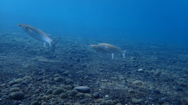 Altın gri kefal (Chelon auratus) denizaltı, Ege Denizi, Yunanistan, Santorini Adası, Kamari plajı