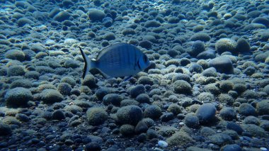 White seabream or sargo (Diplodus sargus) undersea, Aegean Sea, Greece, Santorini island, Kamari beach clipart