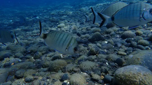 Beyaz deniz kabuğu veya sargo (Diplodus sargus) deniz altı, Ege Denizi, Yunanistan, Santorini Adası, Kamari plajı