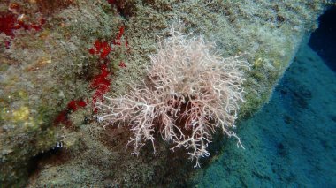Kızıl algler Amphiroa rigida deniz altı, Ege Denizi, Yunanistan, Santorini Adası, Kamari plajı