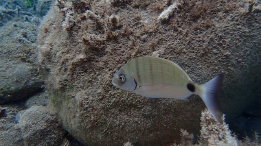 Beyaz deniz kabuğu veya sargo (Diplodus sargus) denizaltı, Ege Denizi, Yunanistan, Santorini Adası, Gialos Sahili