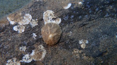 Akdeniz limpeti (Patella caerulea) deniz altı, Ege Denizi, Yunanistan, Santorini adası, Gialos plajı