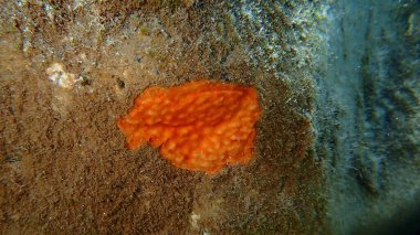 Bryozoa veya yosun hayvanı Şizomavella (Schizomavella) linearis under sea, Ege Denizi, Yunanistan, Santorini Adası, Gialos plajı