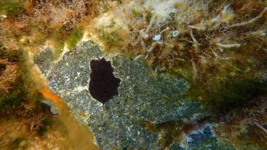 Bryozoa veya yosun hayvanı Reptadeonella sualtı, Ege Denizi, Yunanistan, Santorini Adası 'nı ihlal etti